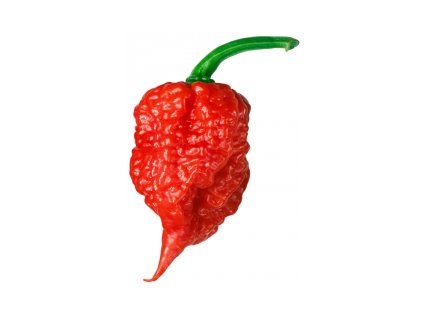 1011 1 chilli carolina reaper semena 10 ks