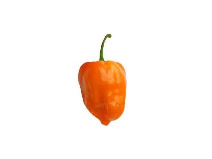 1020 1 chilli habanero orange semena 10 ks