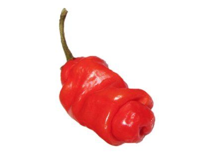 1041 1 chilli penis pepper red semena 10 ks