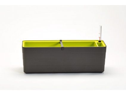 truhlík Berberis šedá zelená 60 cm