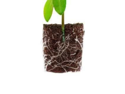 Root!t Dry Peat Free Plug Refill Bag bez sadbovače, 60 ks