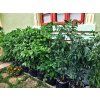 chili grow gronest