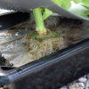 nutriculture Gro tank roots