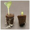Root!t First Feed 125 ml - hnojivo na řízky
