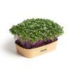 Sada pro domácí pěstování microgreens Kedlubna fialová