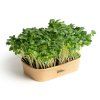 Sada pro domácí pěstování microgreens Ředkev Daikon