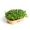 Sada pro domácí pěstování microgreens Slunečnice