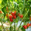 carolina reaper rostlina