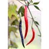 1014 1 chilli cow horn semena 10 ks