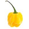 1038 2 chilli mix soft 9 semen