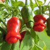 penis pepper