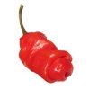 1041 1 chilli penis pepper red semena 10 ks