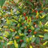 1059 1 chilli tabasco semena 10 ks