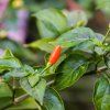 1059 chilli tabasco semena 10 ks