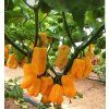 habanero sweet yellow plant