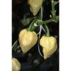 4642 1 chilli habanero white semena 10 ks