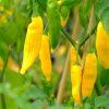 4645 chilli lemon drop semena 10 ks