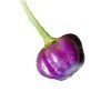 4648 1 chilli purple pumpkin semena 10 ks