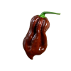 4819 1 chilli mix rainbow 10 semen