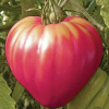 4666 1 rajce oxheart pink semena 20 ks