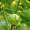 tomatillo verde 2