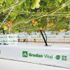 Grodan VITAL NG2.0 - 1000x150x75 mm, rohož