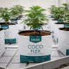 Green House Feeding Autoflower Starter Kit 4