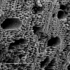 biochar